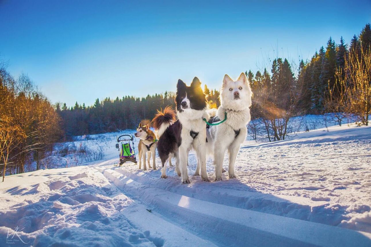 Катание на собаках зимой в Переславле